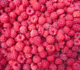 Raspberry close up - berry background