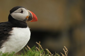 Atlantic puffin on a meadow in Iceland
