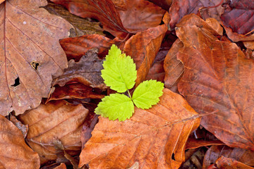 green tree leafs in the autumn