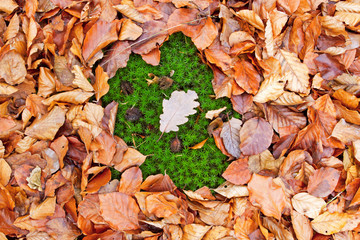 autumn leafs with moss