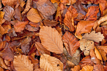 autumn leafs