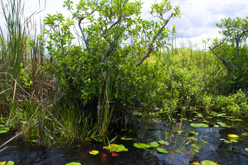 The Everglades Florida USA