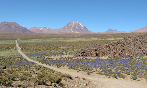 Altiplano de los Andes - Andenhochland - Andean highland