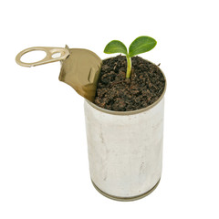 Green plant in can isolated on white background