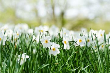 Osterglocken im Gras