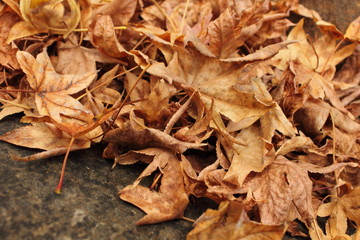 autumnal brown dry leaves