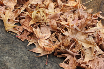 autumnal brown dry leaves	