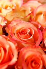 beautiful roses