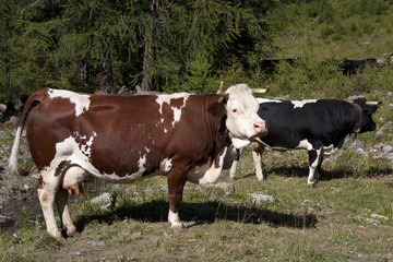 Fototapeta na wymiar Moutain cows