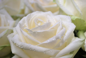 Weiße Rose mit Regentropfen