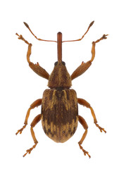 Anthonomus rectirostris