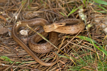 Fototapeta premium Coronella austriaca