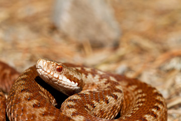 Vipera berus