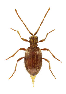 Ptinus villiger