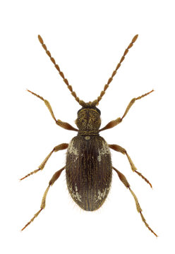 Ptinus villiger