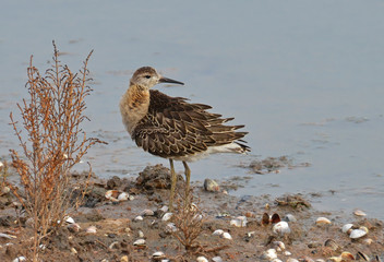 portrait of sandpiper in the marsh
