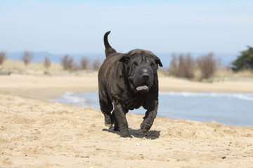 shar pei noir marchant sur la plage
