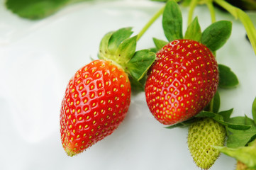 raw strawberry