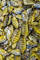group of tropical edible fishes