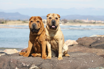 deux shar pei assis sur un rocher