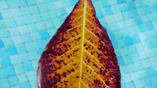 Fig Leaf swimming in Pool