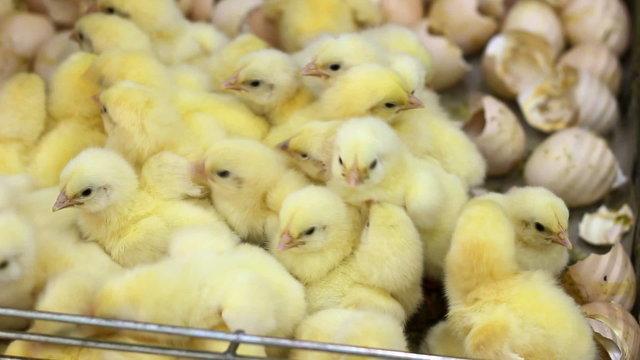 Baby Chicks in Farm Hatchery