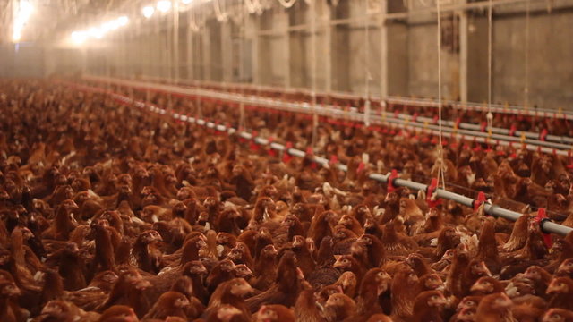 Chicken Farm, Poultry