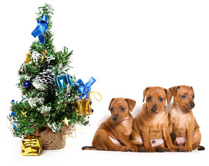 Christmas decorations on white background