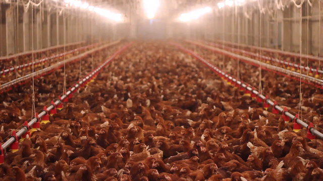 Chicken Farm, Poultry