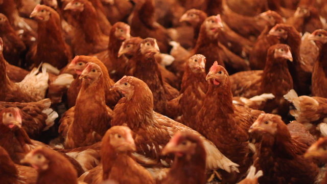 Chicken Farm, Poultry