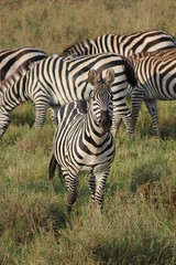 observant zebra