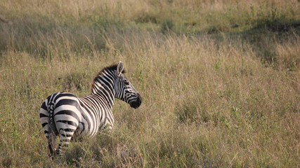 grassland zebra back