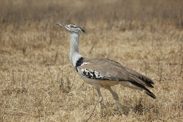 Kori bustard