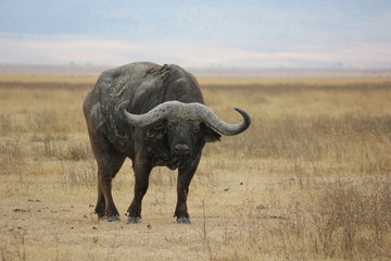 Obraz premium buffalo