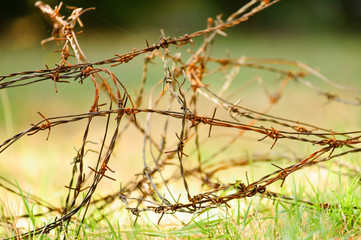 Barbed wire over green grass