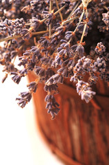 Lawenda © Justyna Kaminska