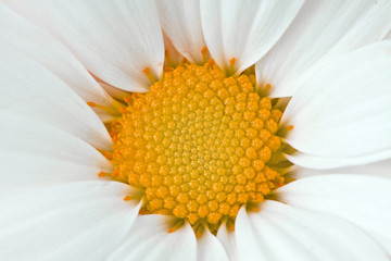 daisy