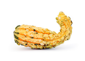 Unusually shaped fruit of an autumn squash isolated on white
