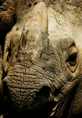Rhinoceros