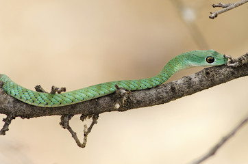 Green Mamba in the wild. Ruaha National Park, Tanzania