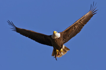 Naklejka premium Bald Eagle with Fish