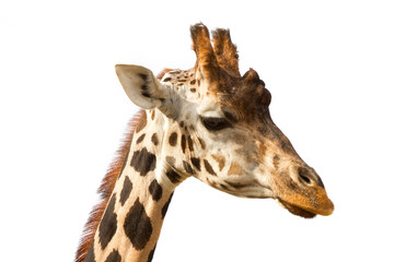 Giraffe portrait