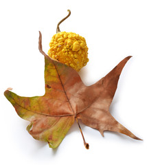 Naklejka premium Autumn