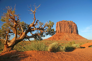 Juniper Tree - Monument Valley, Arizona