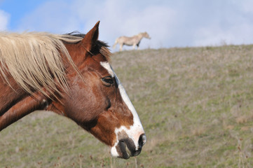 Obraz premium Old horse standing in a field eating
