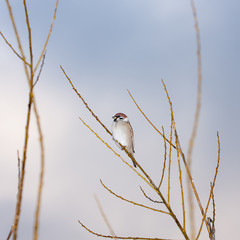sparrow on a branch