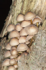 Mushroom on wood, macro photo