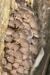 Mushroom on wood, macro photo
