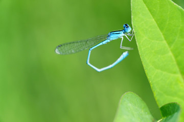 Damselfly - Coenagrion mercuriale