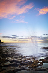 Souffleur au crépuscule - Ile de La Réunion